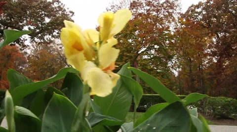 Yellow Flower Stock Footage 60110411