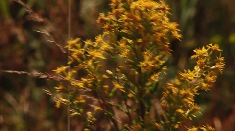 Yellow flower Stock Footage 68818776