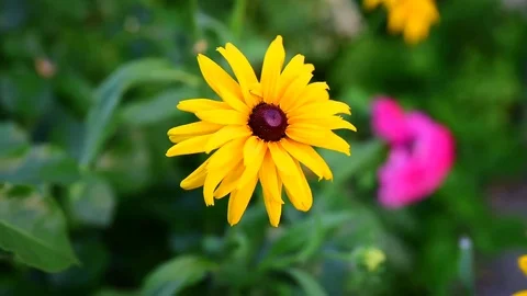 Yellow flower Stock Footage