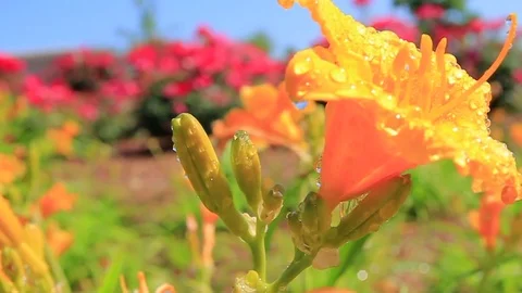 Yellow Flower Stock Footage 79226549