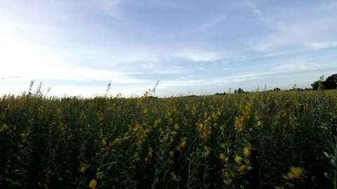 Yellow flower Stock Footage 79752286