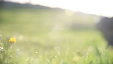 Yellow flower Video stock 81658260