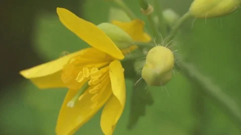 Yellow Flower Video stock 82245907