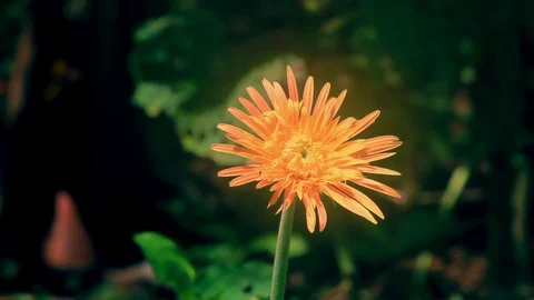 Yellow flower Stock Footage 92419981