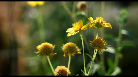 Yellow flower Stock Footage 94594913