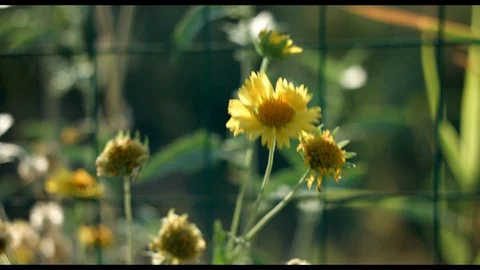 Yellow flower Stock Footage 94595585