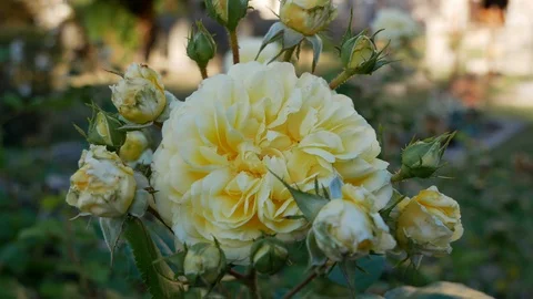 Yellow flower Stock Footage 96065787