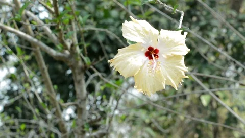 Yellow flower Stock Footage 99118615