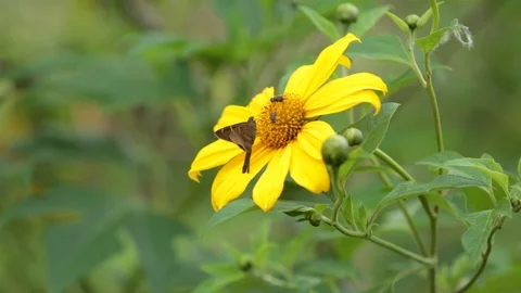 Yellow flower Stock Footage 100666961