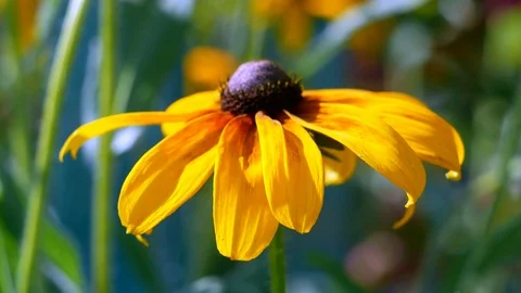 Yellow flower Video stock 105748564