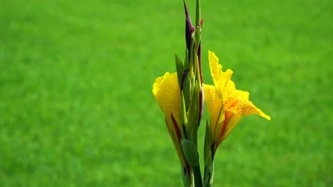 Yellow Flower Stock Footage 107185732