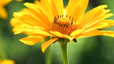 Yellow flower. Stock Footage 112688864