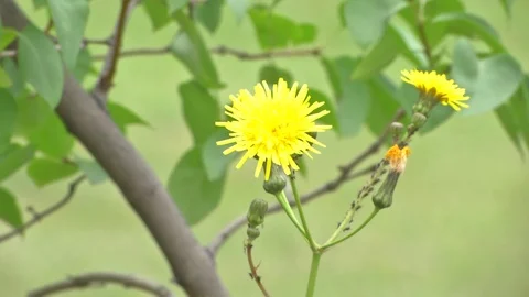 Yellow flower Stock Footage 115325390