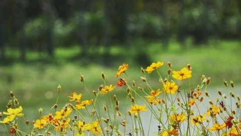 Yellow flower Video stock 115657518