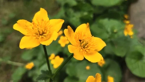 Yellow flower Video stock 131455332