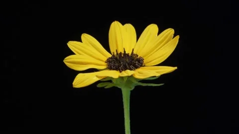 Yellow flower Stock Footage 132022832