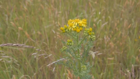 Yellow flower Vídeos de archivo 132748866