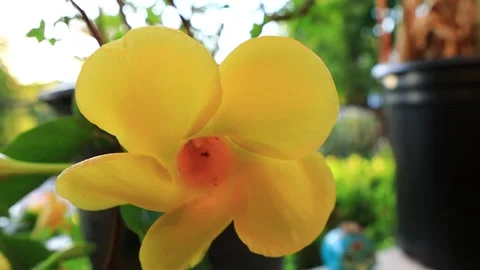 Yellow Flower Stock Footage 134572216
