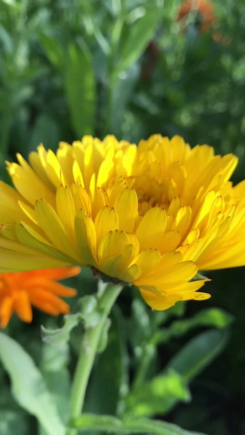 Yellow flower Stock Footage 140912183