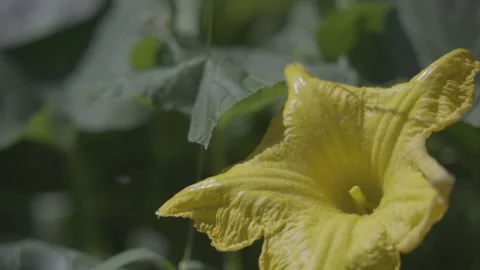 Yellow flower Stock-Footage 144437240