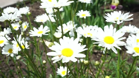 A yellow flower Vídeos de archivo 145088359