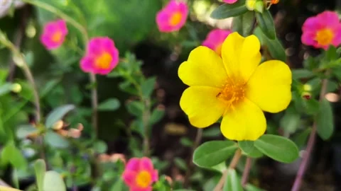 Yellow flower Stock Footage 154627125