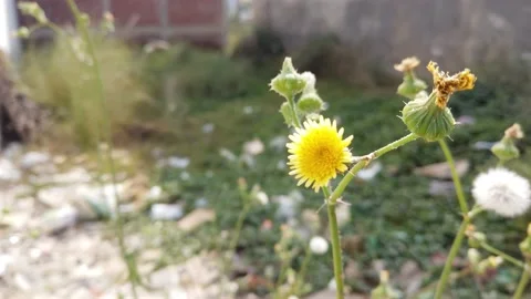 Yellow Flower Stock Footage 167994563