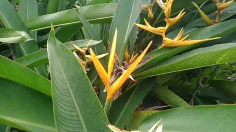 Yellow flower Stock Footage 170035147