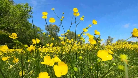 Yellow Flower Stock Footage 192395098