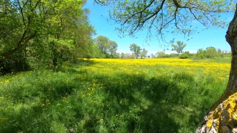 Yellow Flower Stock Footage 192582159