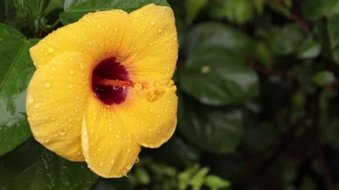 Yellow flower Stock Footage 204889193