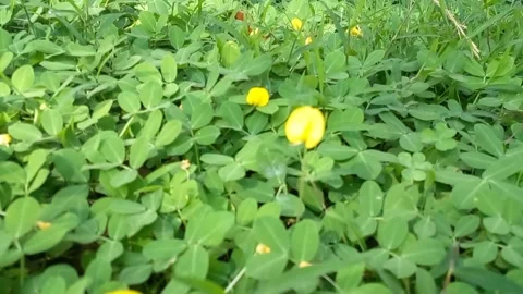 Yellow Flower Video stock 205192912