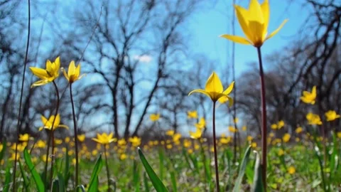 Yellow flower Stock Footage 233233034