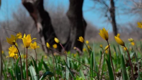 Yellow flower Stock Footage 233233318