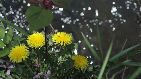 Yellow flower Stock Footage 237381272