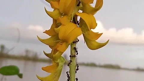 Yellow flower Video stock 240207404