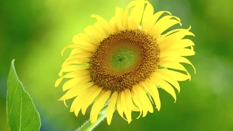 Yellow flower Stock Footage 242545510