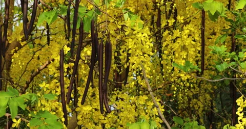 Yellow flower. Stock-Footage 243338000