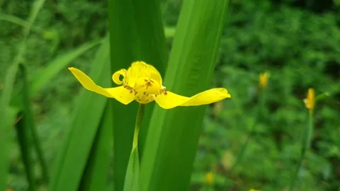 Yellow flower Stock Footage 244028462