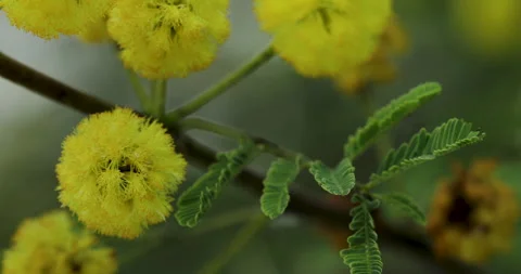 Yellow flower. Stock Footage 247755677