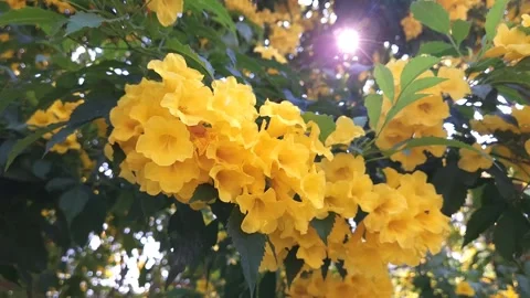 Yellow Flower Stock Footage 258816419