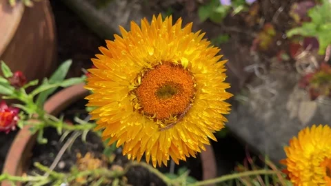 Yellow Flower Stock-Footage 287081353