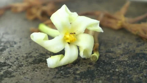 Yellow flower Видео 292659999