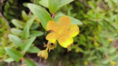 Yellow flower Video stock 313957155