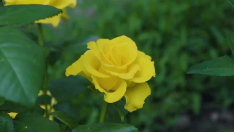 Yellow flower 스톡 동영상 343614589