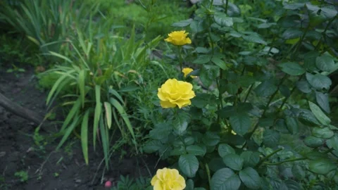 Yellow flower 스톡 동영상 343614612