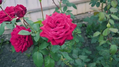Yellow flower Video stock 343614705