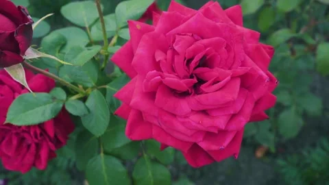 Yellow flower Video stock 343614708