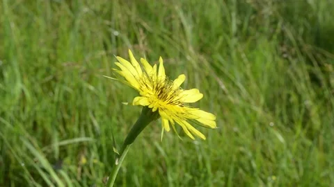 Yellow flower in a forest clearing. Video stock 155439718
