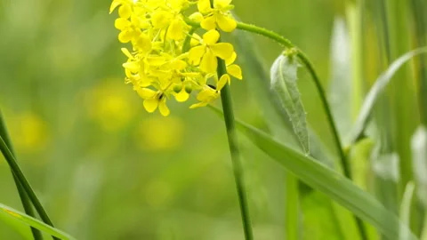 Yellow flower in the forest Stock Footage 146957622